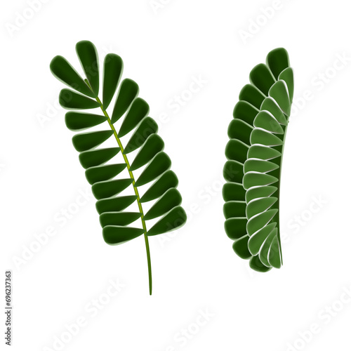 Vector tamarind leaf isolated on white