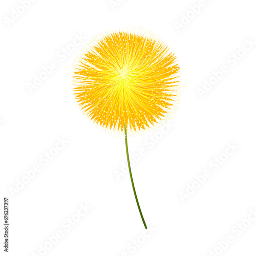 Vector yellow allium flower on white background