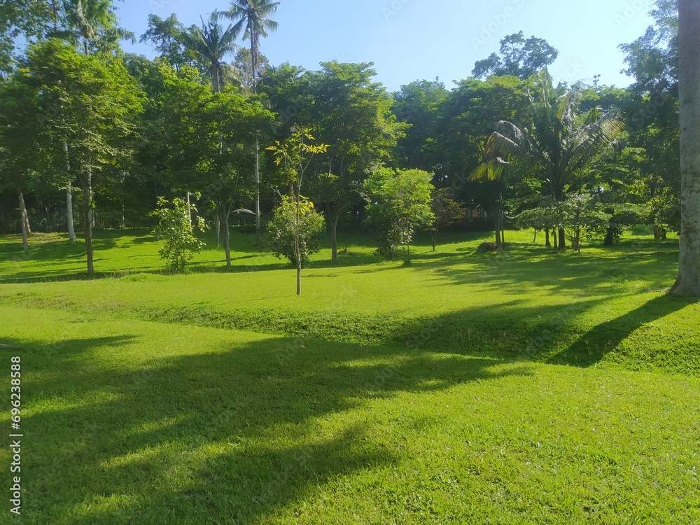 Fototapeta premium views of green grass and shady trees