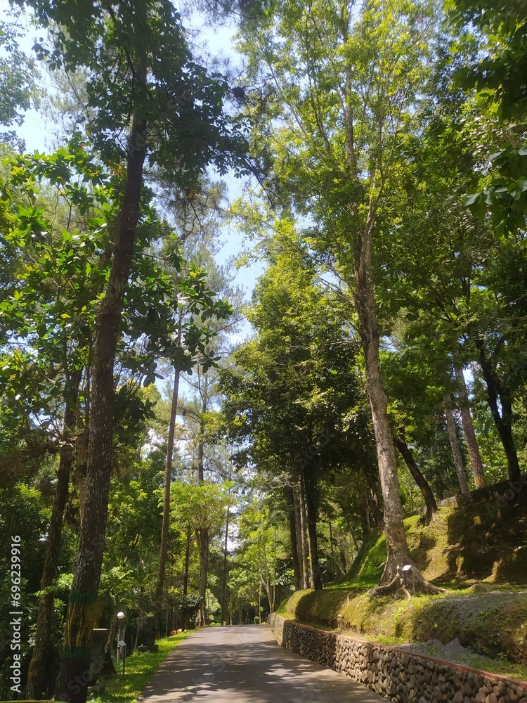 Obraz premium shady trees in the forest, sunlight penetrating the tree leaves