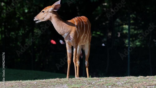 The nyala, Tragelaphus angasii is a spiral-horned antelope native to Southern Africa. It is a species of the family Bovidae and genus Nyala, also considered to be in the genus Tragelaphus.  photo