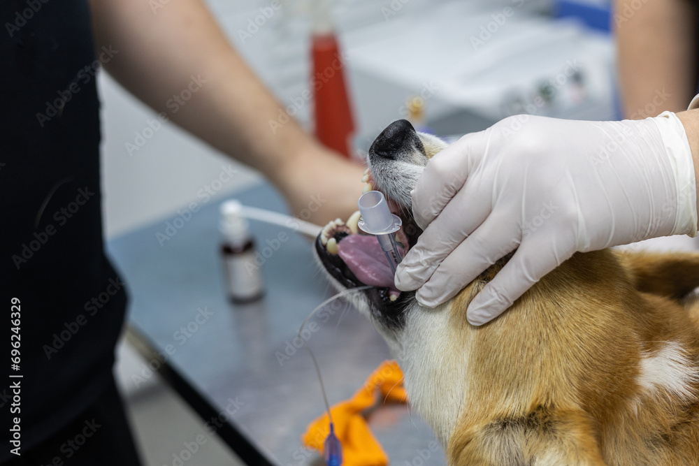 The veterinarian inserts a laryngoscope into the dog's mouth for ...