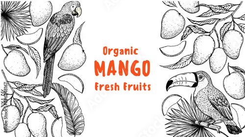 Ripe mango, parrot, toucan bird sketch. Hand drawn vector illustration. Tropical fruit. Packaging design, menu design, juice packaging. Mango frame.