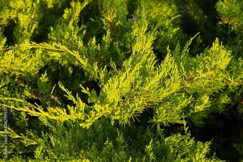 Close-up of a thuja bush in the rays of the setting sun. Background, wallpaper, screensaver. The green sprigs of tiu form a beautiful background in the sunlight.