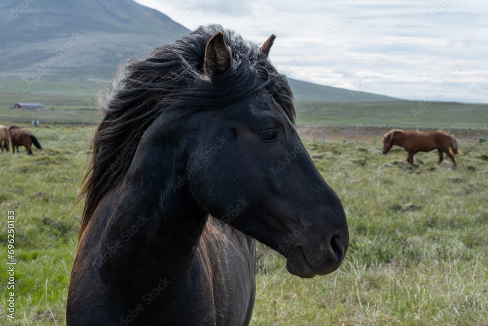 Obraz premium horses in the field