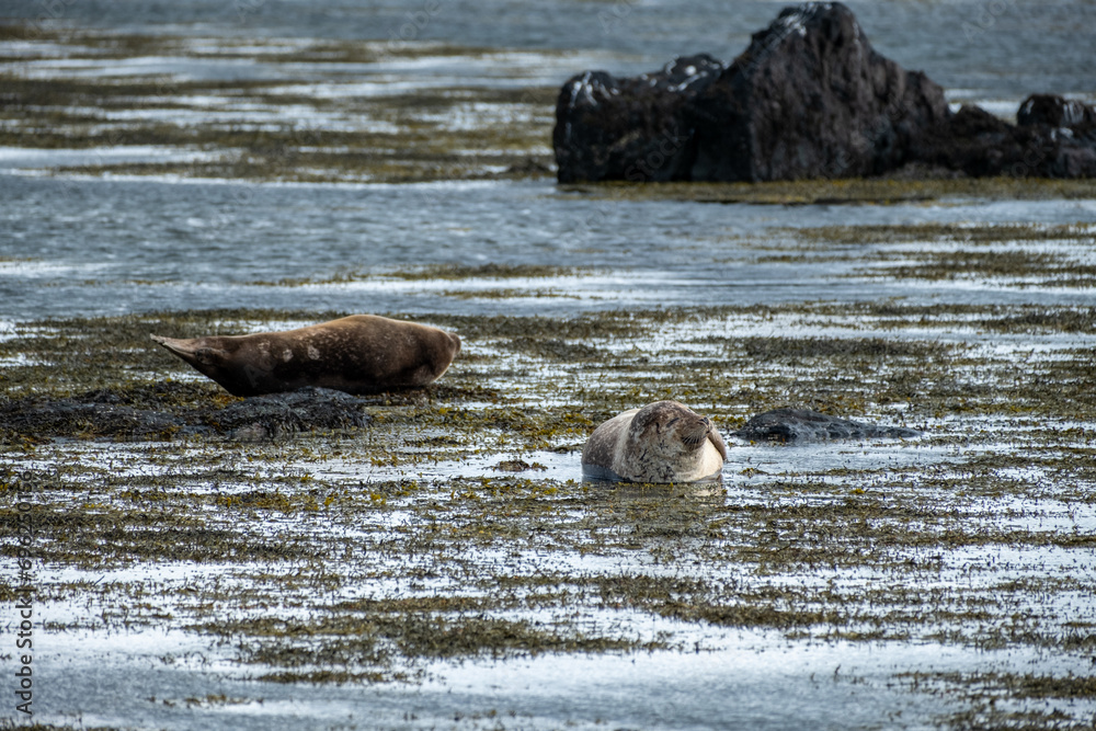 Fototapeta premium seals in the bay