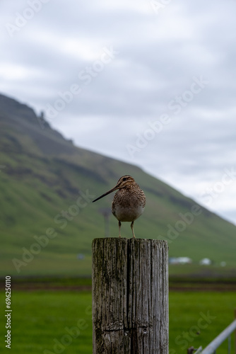 bird on a fence photo