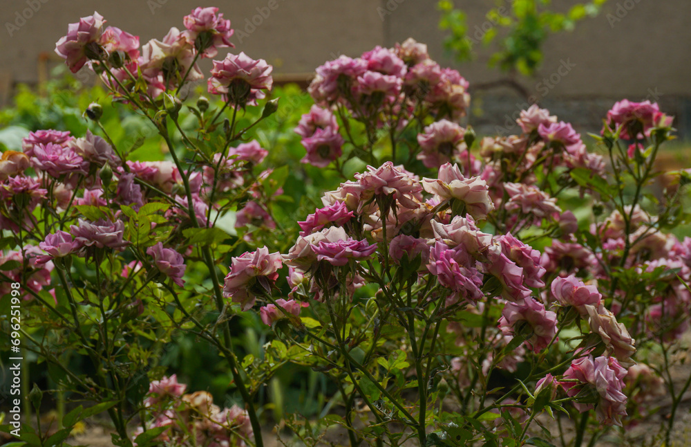 Obraz premium Pink roses bloom