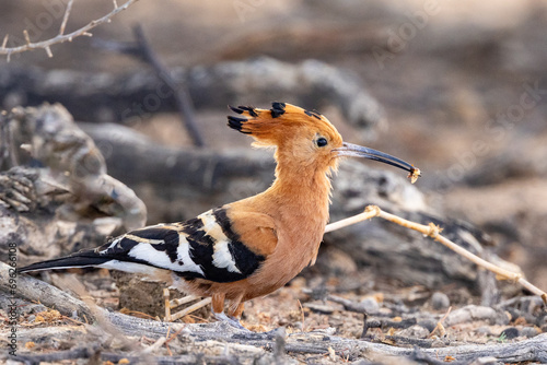 This African Hoopoe (Hoephoep) (Upupa Africana) is grooming though as if there is a great party coming! In the Kgalagadi Transfrontier Park, Kalahari near Craig Lockhart