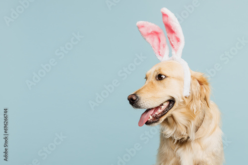 Adorable purebred golden retriever Labrador dog wears rabbit bunny ears look aside isolated on plain pastel light blue background studio portrait. Celebrating Easter holiday, animal shelter concept. photo