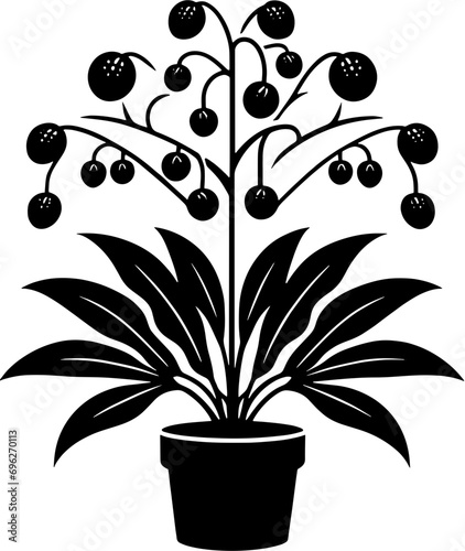 Drosophyllaceae plant icon photo