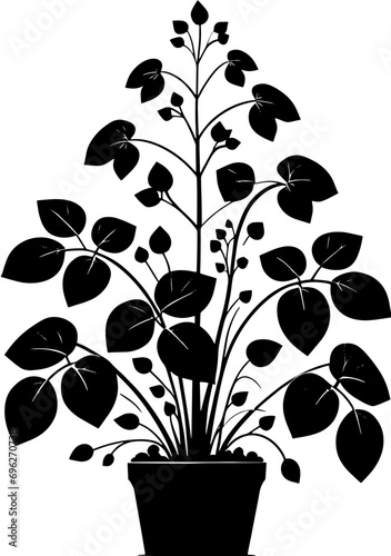 Dioscoreaceae plant icon 10