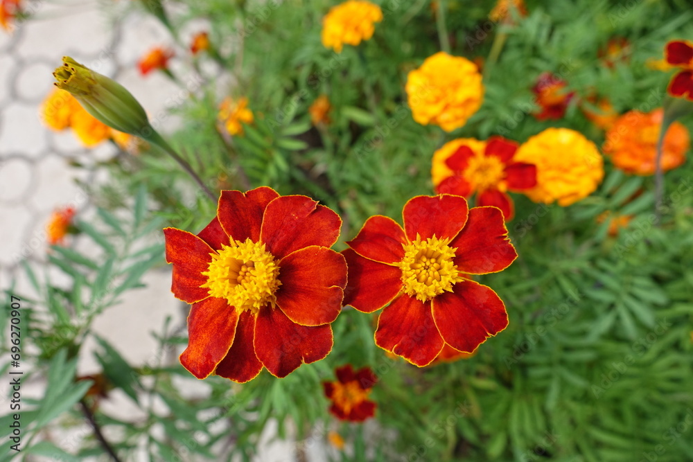 Maroon and yellow flowers of Tagetes patula in July