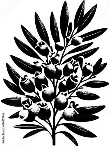 Cyrillaceae plant icon 13