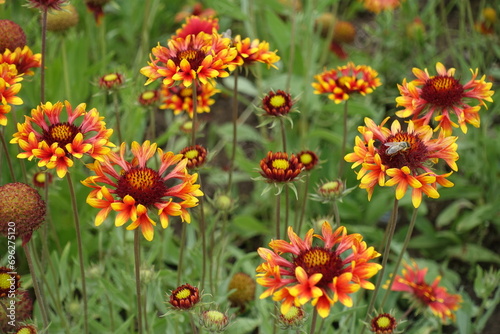 Red and yellow flowers of Gaillardia aristata with bee in mid June