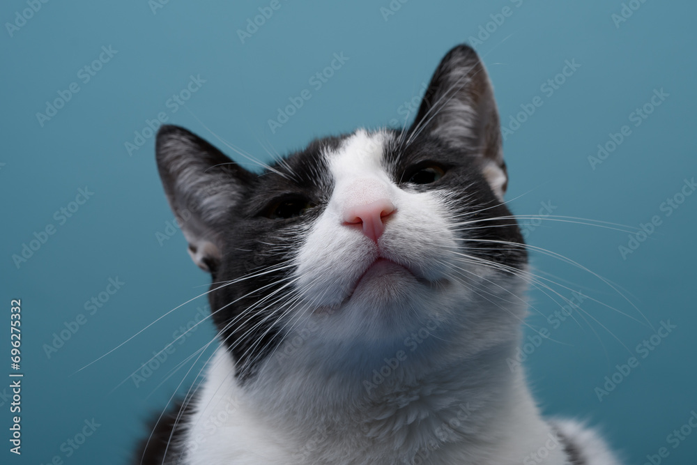 Portret rozmarzonego, szczęśliwego kota, który mruczy - obrazy, fototapety, plakaty 