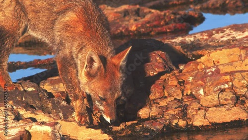 Patagonian Fox walks to the water and drinks its bit being cautious all the time on full alert  photo