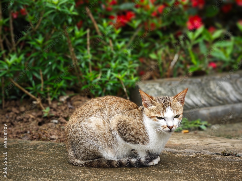 cat in the garden