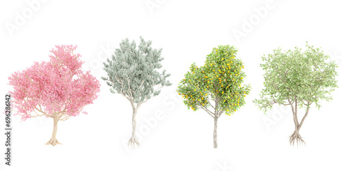 Seasonal Chorisia Speciosa,Citrus Sinensyscolors,Clusia Rosea,Conocarpus Erectus trees cutout backgrounds 3d rendering png photo
