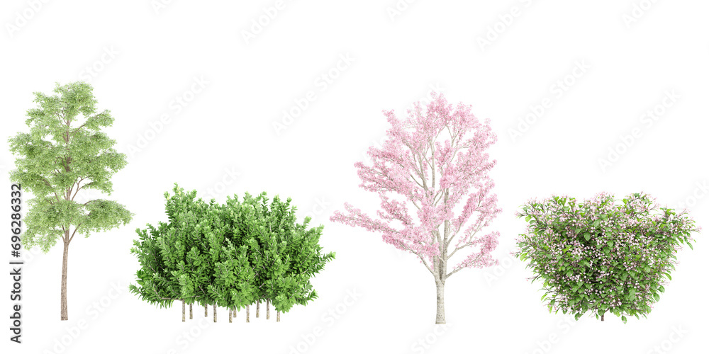 Obraz premium Set of Bucida Buceras,Buxus Serpenvirnes,Cassia Bakeriana,Catharantus Rosea flower plants, isolated on transparent background. 3D render
