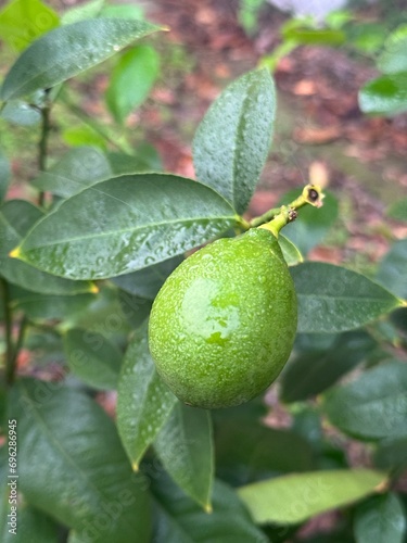 Wallpaper Mural Lime Torontodigital.ca
