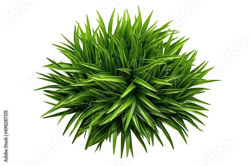 bush of leaves green grass for decoration isolated on transparent background.