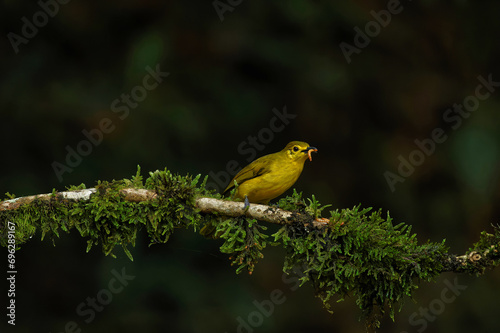 Yellow Browed Bulbul with insect kill and beautiful background suited as wallpaper.