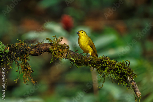 Yellow Browed Bulbul with insect kill and beautiful background suited as wallpaper.