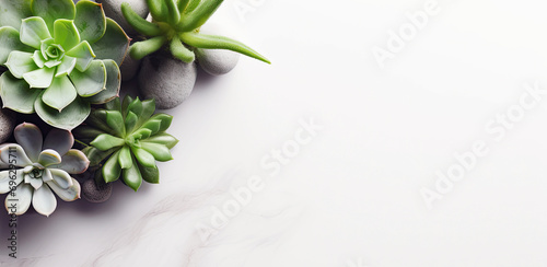 minimalist modern background with succulent plants photo