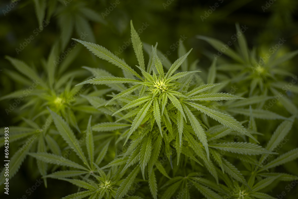 Green cannabis bush with visible hairs and leaves in early flowering stage. Weed leaves on dark background Green cannabis bush with visible hairs and leaves in early flowering stage. Weed leaves on dark background