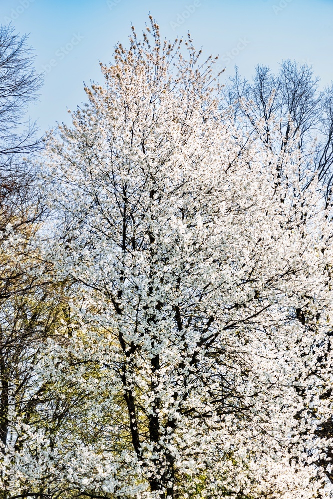 blooming tree in spring with white flowers and blue sky, nature series blooming tree in spring with white flowers and blue sky, nature series