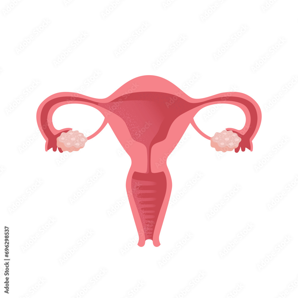 Uterus. Women Health. Female reproductive system, cycle. Human anatomy. Diagram of the location of the organs of the uterus, cervix, ovaries, fallopian tubes. Vector illustration in flat style. Uterus. Women Health. Female reproductive system, cycle. Human anatomy. Diagram of the location of the organs of the uterus, cervix, ovaries, fallopian tubes. Vector illustration in flat style.
