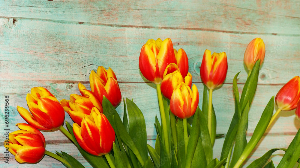 red and yellow tulips lie close below on a blue wooden background. bouquet . copy space. Happy holiday. postcard. poster calendar. spring time