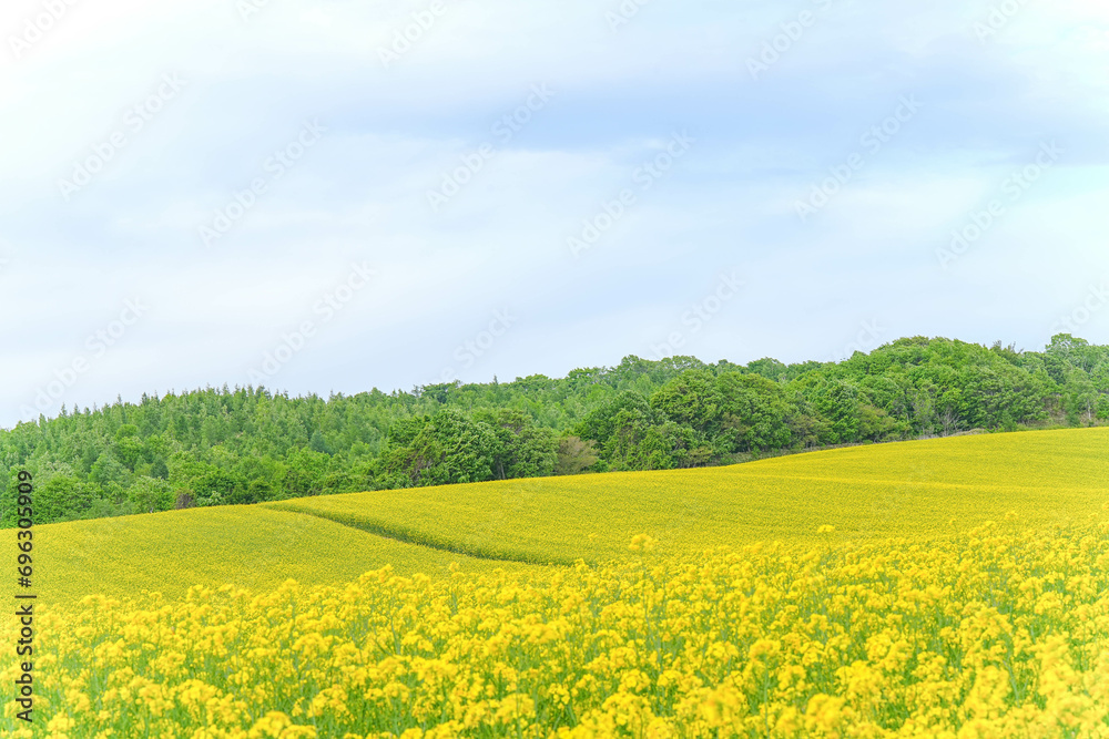 安平町の菜の花畑