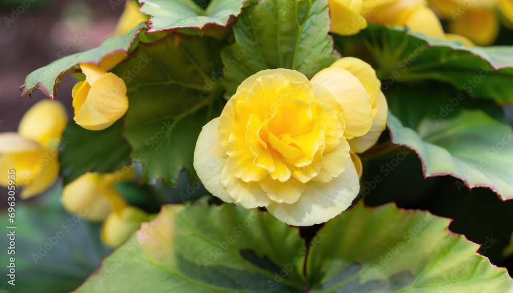 Close-up of Begonia flower blooming in the garden Close-up of Begonia flower blooming in the garden