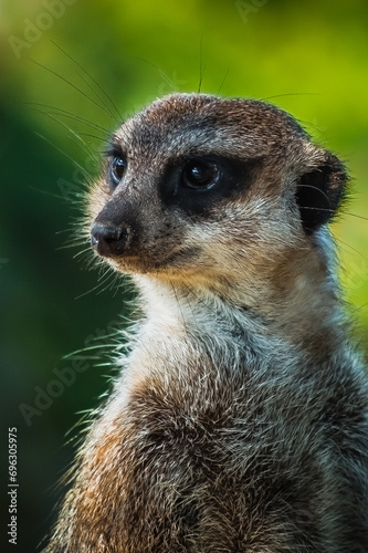 Portrait of a meerkat on guard on a green background