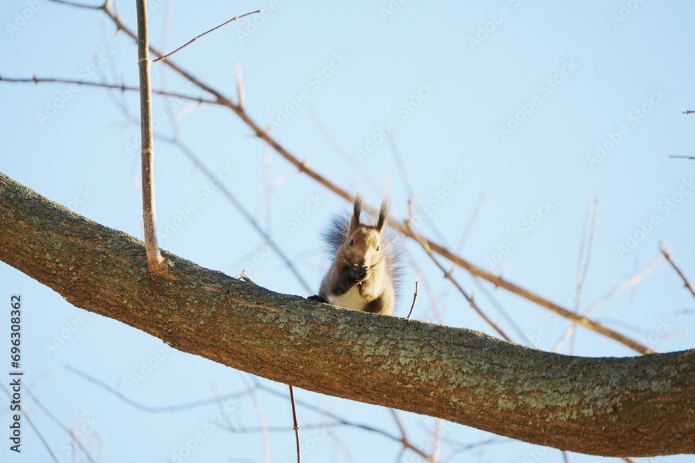Obraz premium sciurus vulgaris