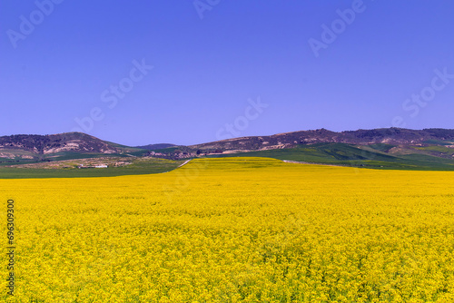 Yellow Flower Field with Mountain Background in El Krib  Northwest Tunisia.