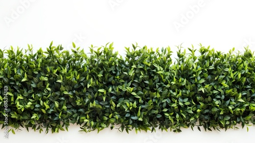 Hedge Placed on Top of a Clean White Wall for a Striking Visual Contrast