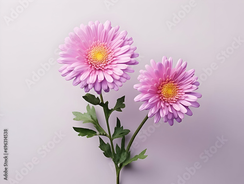 Aster flower in studio background, single aster flower, Beautiful flower, ai generated image