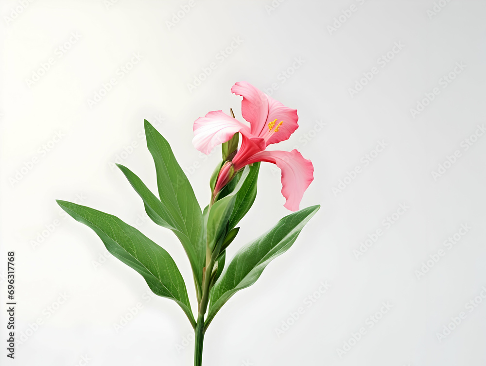 Balsam flower in studio background, single balsam flower, Beautiful flower, ai generated image Balsam flower in studio background, single balsam flower, Beautiful flower, ai generated image