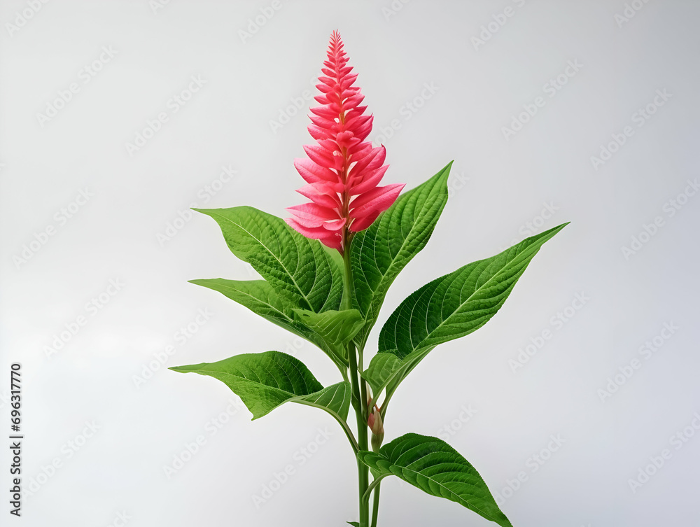 Balsam flower in studio background, single balsam flower, Beautiful flower, ai generated image Balsam flower in studio background, single balsam flower, Beautiful flower, ai generated image