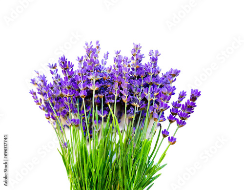 Lavendel isoliert auf weißem Hintergrund, Freisteller 
