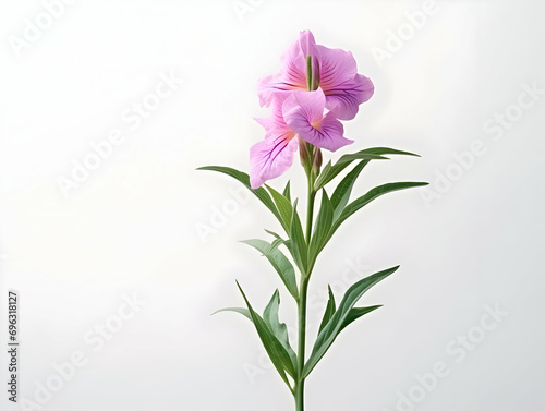 Balsam flower in studio background, single balsam flower, Beautiful flower, ai generated image © Akilmazumder