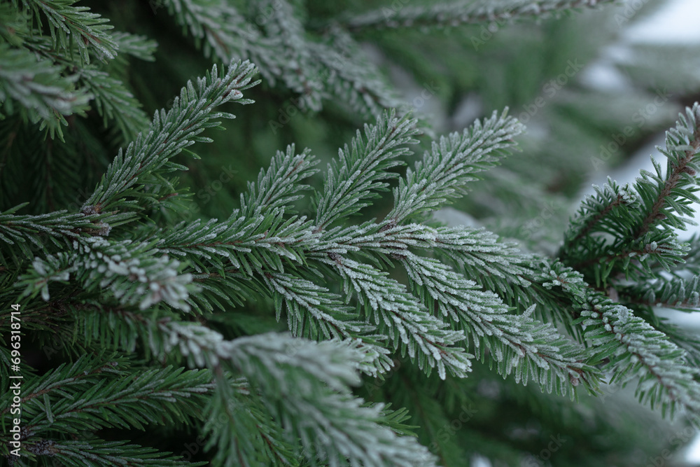 green spruce branches in the snow, frost on the needles