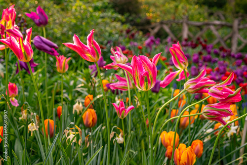 Tulip in bloom, early spring in central Park photo