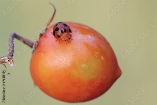 A ladybug is looking for food in a tomato. This small insect has the scientific name Epilachna admirabilis.
 photo