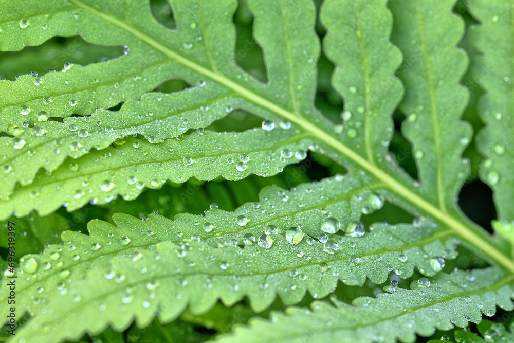 Green fern with water drops,Shakespeare Garden in Central Park Green fern with water drops,Shakespeare Garden in Central Park