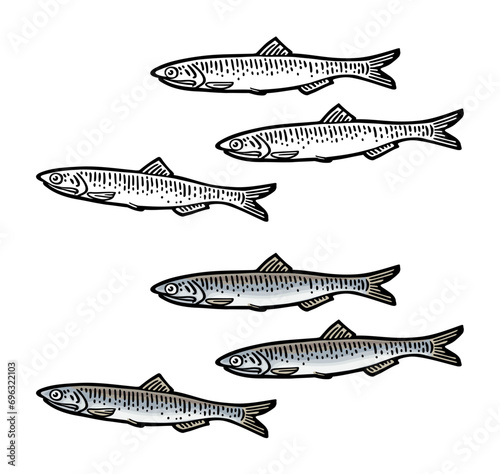 Whole fresh fish anchovy. Vector engraving vintage