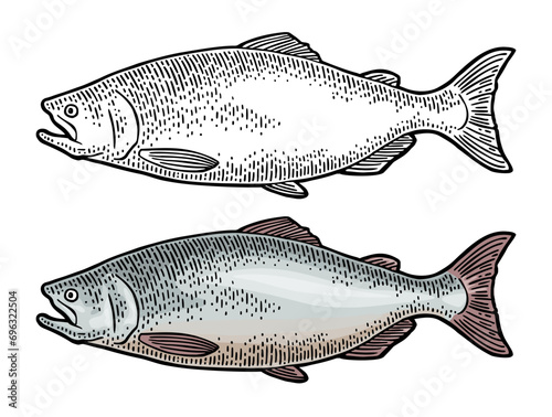 Whole fresh fish salmon. Hand drawn design. Vector color engraving vintage photo